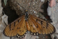 Dioptis tessmanni - Gelbbraune Meerjungfrau